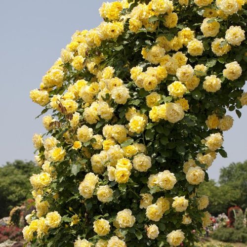 Žltá - Stromkové ruže,  kvety kvitnú v skupinkáchstromková ruža s kríkovitou tvarou koruny